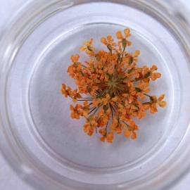 IBDI, Сухоцвет оранжевый IBDI, Сухоцвет оранжевый